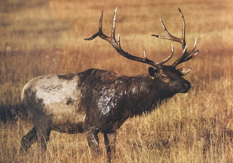 A large bull elk rolling in a muddy wallow during summer