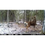 GG TELECOM /SPYPOINT Spypoint FLEX-DARK Cellular Trail Camera - alternate view 2