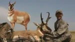 Montana Decoy Co. Montana Decoy Co Antelope Buck Decoy - alternate view 3