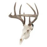 The Allen Company Inc. Allen EZ Mount European Deer Skull Wall Display 3/ct - alternate view 3