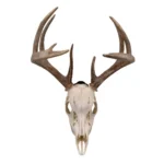 The Allen Company Inc. Allen EZ Mount European Deer Skull Wall Display 3/ct - alternate view 4