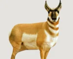 Montana Decoy Co. Montana Decoy Co Antelope Buck Decoy - alternate view 4