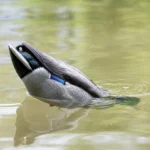Avian-X Tip Up Mallard Feeder - alternate view 4
