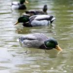 Avian-X Tip Up Mallard Feeder - alternate view 5