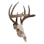 The Allen Company Inc. Allen EZ Mount European Deer Skull Wall Display 3/ct - alternate view 5