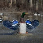 Higdon Outdoors XS Splashing Flasher Mallard Drake Moving Decoy, duck decoy splashing on water