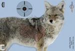 Birchwood Casey Pregame Targets - Coyote 16.5"x24" 3/ct - alternate view 2