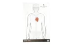 ACTION TGT FC DBL SIDE TRNG, front view of outlined figure target with orange chest detail