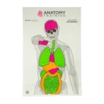 ACTION TGT ANATOMY TRNG 100PK front view of human anatomy target with coloured organs