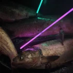 Feradyne Outdoors Muzzy Sabre arrows, glowing teal and purple shafts over fish