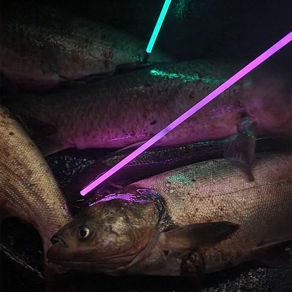 primary-26856 Feradyne Outdoors Muzzy Sabre arrows, glowing teal and purple shafts over fish