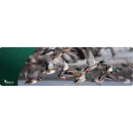 Cerus Gear Magnum XXL Wild Ducks Promat full-color mat with flying duck artwork, top view
