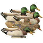 Higdon Magnum Mallard duck decoys, six drake and hen decoys in an angled group view