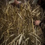 Higdon Outdoor Blind Grass tan grass sheets shown concealing two hunters in tall reeds