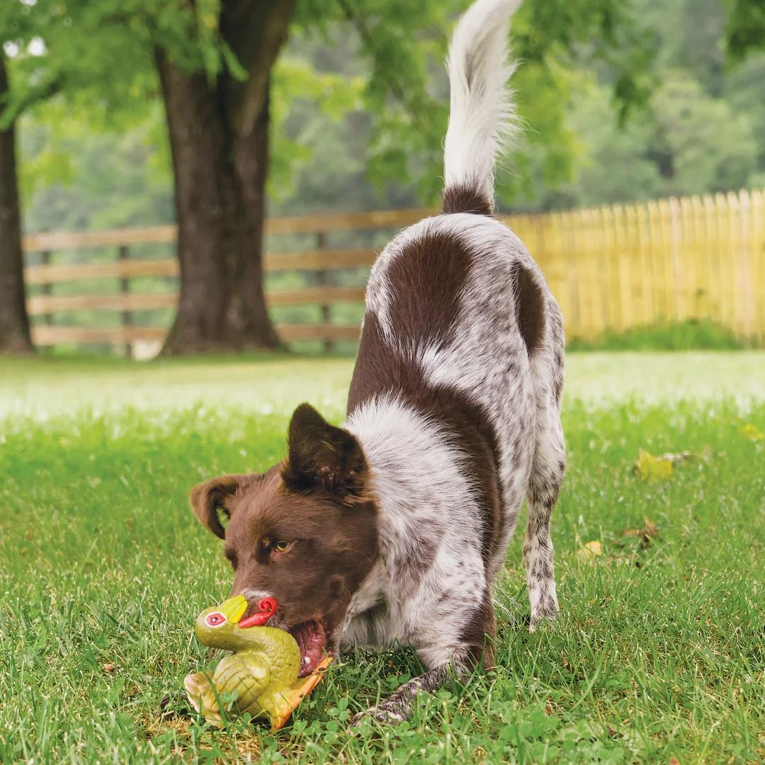 primary-39042 PetSafe Sportsmen Latex Meeze Turkey toy, yellow and red, held by a dog outdoors