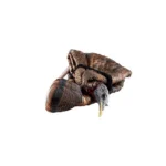 Avian-X LCD Feeder Hen Turkey Decoy, brown turkey with lowered gray head