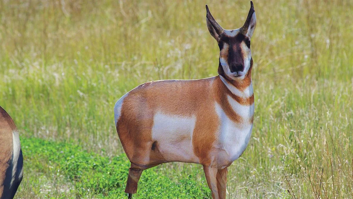 primary-45175 Montana Decoy Co Antelope Buck Decoy, brown and white buck standing in grass