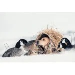 AdvenTec LLC dba Rig Em Right Outdoors Rig'Em Right Field Bully Dog Blind Optifade Marsh