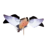 Avian-X Powerflight Replacement Wings Dove, spread white and gray wings attached to dove decoy