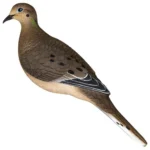 Avian APX Full Body Dove Decoy in brown, left-side view with detailed wings and long tail